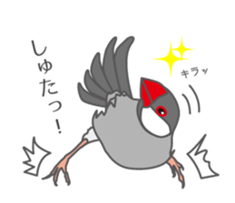 Daily Java sparrow! sticker #9813503