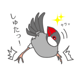Daily Java sparrow! sticker #9813503