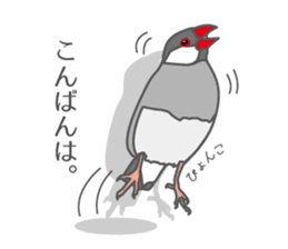 Daily Java sparrow! sticker #9813504