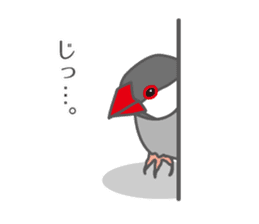 Daily Java sparrow! sticker #9813505