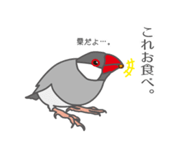 Daily Java sparrow! sticker #9813506