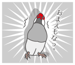 Daily Java sparrow! sticker #9813507