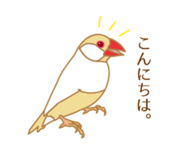 Daily Java sparrow! sticker #9813508