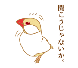 Daily Java sparrow! sticker #9813509