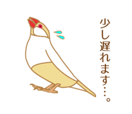Daily Java sparrow! sticker #9813510