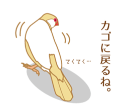 Daily Java sparrow! sticker #9813512