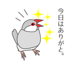 Daily Java sparrow! sticker #9813516