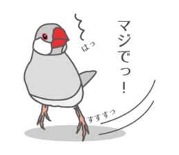 Daily Java sparrow! sticker #9813517