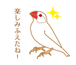 Daily Java sparrow! sticker #9813518