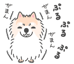 Pomeranian Sticker of Pomeru every day sticker #9817402
