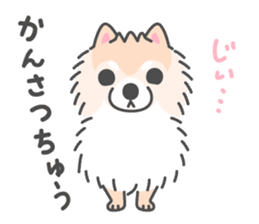 Pomeranian Sticker of Pomeru every day sticker #9817406