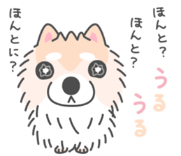 Pomeranian Sticker of Pomeru every day sticker #9817416