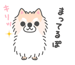Pomeranian Sticker of Pomeru every day sticker #9817429
