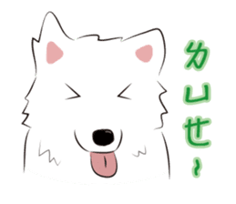Cute Dog Samoyed sticker #9824936