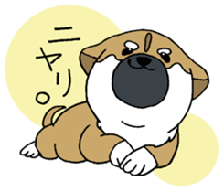 Shiba Inu baby. sticker #9834696