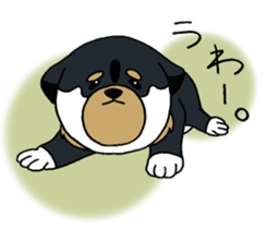 Shiba Inu baby. sticker #9834701