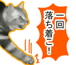 High tension white&gray cats sticker #9847627
