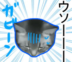 High tension white&gray cats sticker #9847632