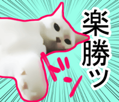 High tension white&gray cats sticker #9847642