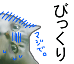 High tension white&gray cats sticker #9847643