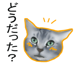 High tension white&gray cats sticker #9847646