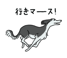 Afghan Hound, Saluki and Borzoi sticker #9852756