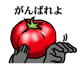 TOMATO 120% sticker #9866671