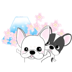 French bulldog wanko Ume 4