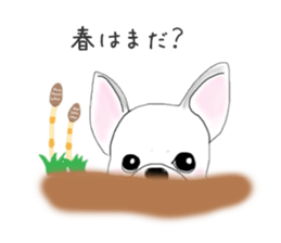 French bulldog wanko Ume 4 sticker #9868820