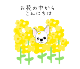 French bulldog wanko Ume 4 sticker #9868826