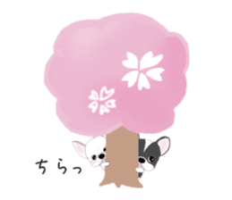 French bulldog wanko Ume 4 sticker #9868832