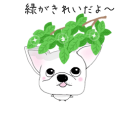 French bulldog wanko Ume 4 sticker #9868840