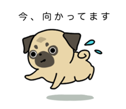 little pug dog sticker #9888598