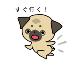 little pug dog sticker #9888599