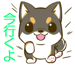 Japanese Black Shiba Inu tan 1 sticker #9888784