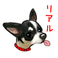 -Chihuahuas-ver.5