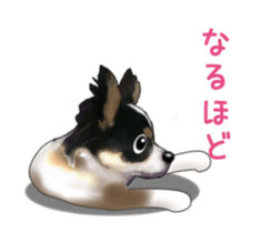 -Chihuahuas-ver.5 sticker #9900401