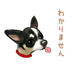 -Chihuahuas-ver.5 sticker #9900402