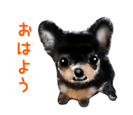 -Chihuahuas-ver.5 sticker #9900405