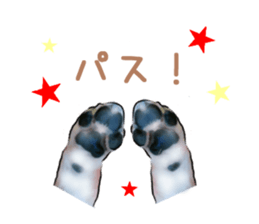 -Chihuahuas-ver.5 sticker #9900406