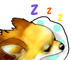 -Chihuahuas-ver.5 sticker #9900408