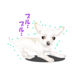 -Chihuahuas-ver.5 sticker #9900410