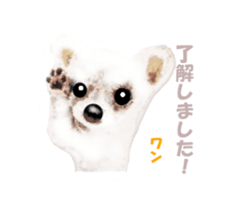-Chihuahuas-ver.5 sticker #9900411