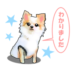 -Chihuahuas-ver.5 sticker #9900412