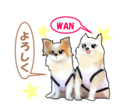 -Chihuahuas-ver.5 sticker #9900413