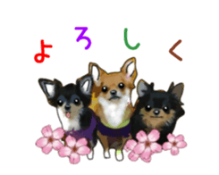 -Chihuahuas-ver.5 sticker #9900414