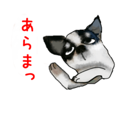 -Chihuahuas-ver.5 sticker #9900418