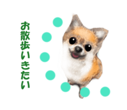 -Chihuahuas-ver.5 sticker #9900419