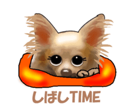 -Chihuahuas-ver.5 sticker #9900420