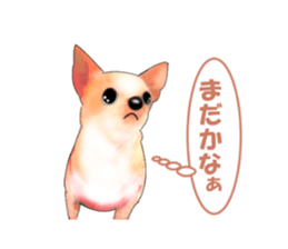 -Chihuahuas-ver.5 sticker #9900422